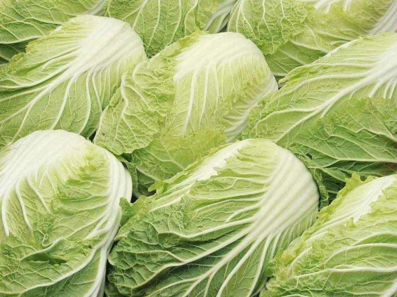 新品杂交北京新三号油绿型白菜籽冬储大白菜种子大面积种植