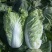 新品杂交北京新三号油绿型白菜籽冬储大白菜种子大面积种植