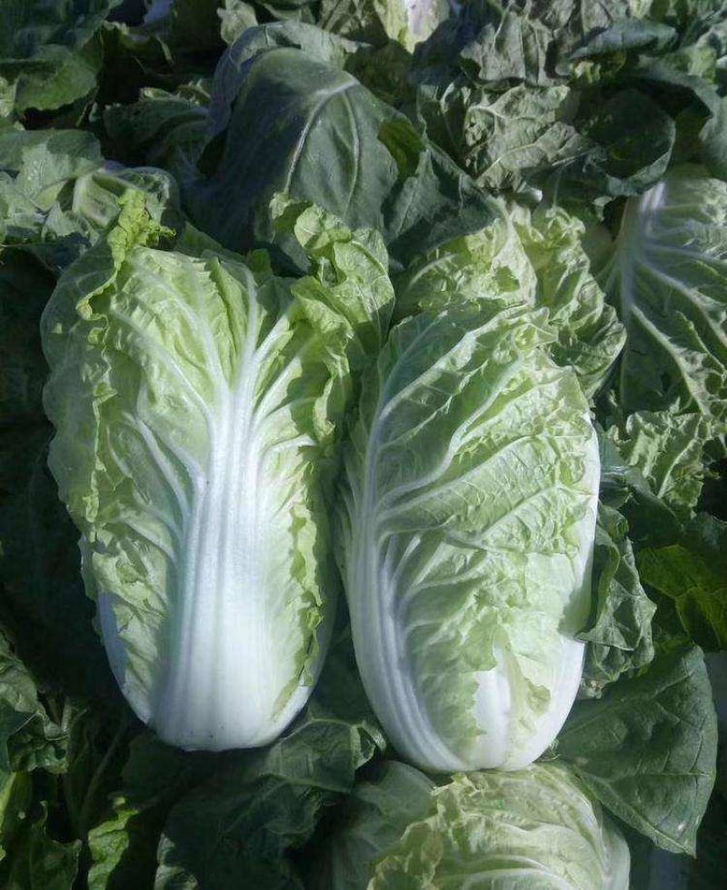 新品杂交北京新三号油绿型白菜籽冬储大白菜种子大面积种植