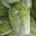 新品杂交北京新三号油绿型白菜籽冬储大白菜种子大面积种植