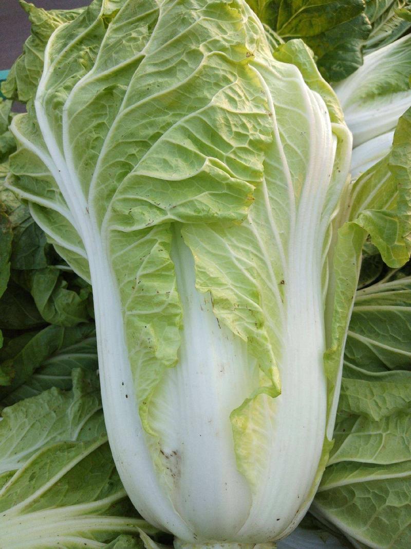 改良青杂三号大白菜种子菜园农家秋季播蔬菜籽辣白菜泡菜