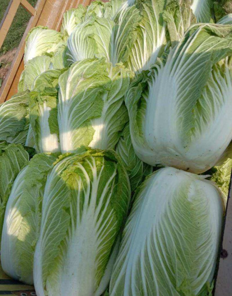 改良青杂三号大白菜种子菜园农家秋季播蔬菜籽辣白菜泡菜