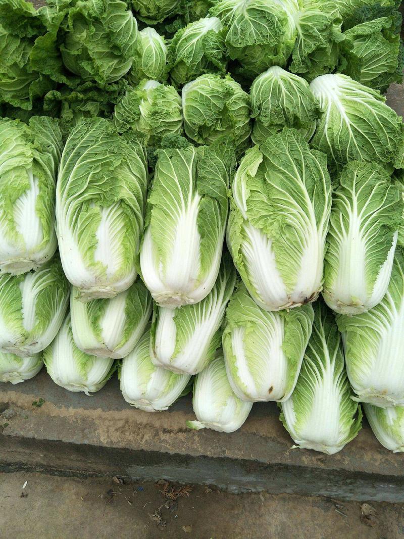 改良青杂三号大白菜种子菜园农家秋季播蔬菜籽辣白菜泡菜