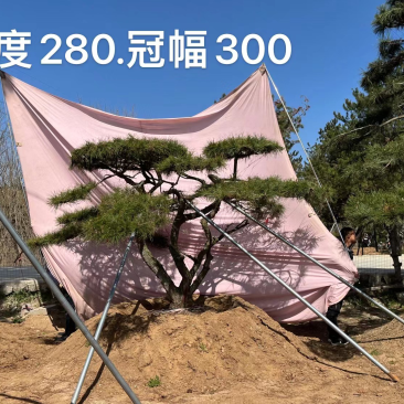精品地景造型松，面向全国输送，欢迎新老客户前来洽谈合作。