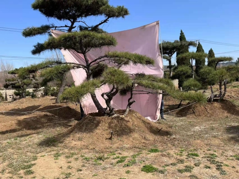 精品地景造型松，面向全国输送，欢迎新老客户前来洽谈合作。