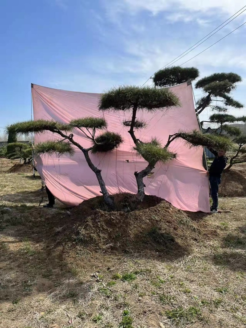 精品地景造型松，面向全国输送，欢迎新老客户前来洽谈合作。