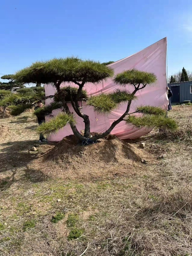 精品地景造型松，面向全国输送，欢迎新老客户前来洽谈合作。