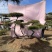 精品地景造型松，面向全国输送，欢迎新老客户前来洽谈合作。