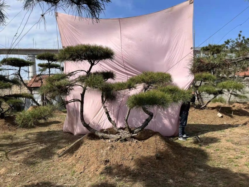 精品地景造型松，面向全国输送，欢迎新老客户前来洽谈合作。