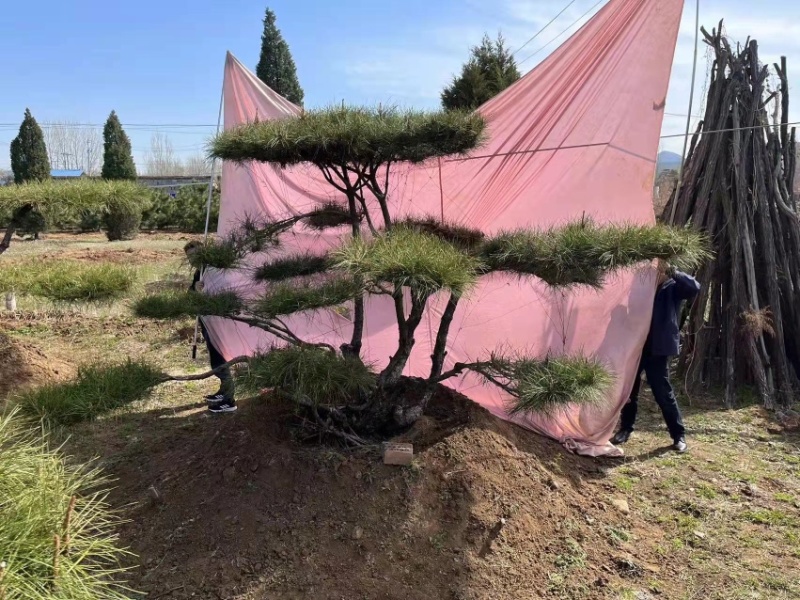 精品地景造型松，面向全国输送，欢迎新老客户前来洽谈合作。
