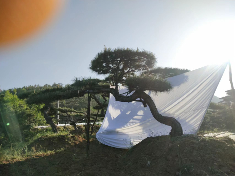 精品地景造型松，面向全国输送，欢迎新老客户前来洽谈合作。
