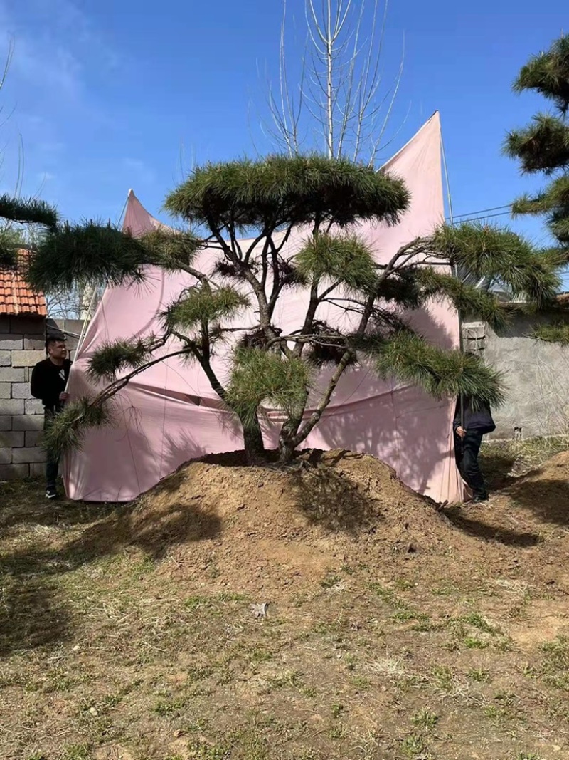 精品地景造型松，面向全国输送，欢迎新老客户前来洽谈合作。
