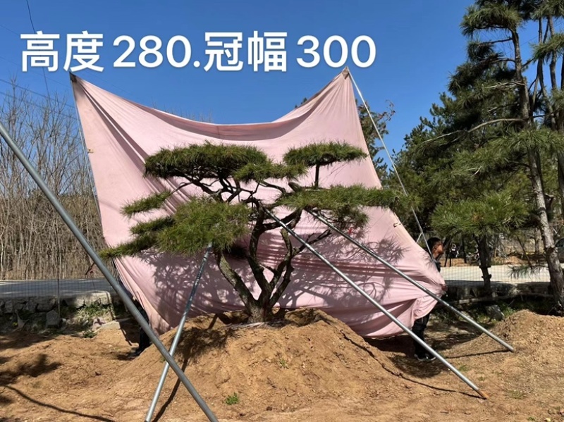 精品地景造型松，面向全国输送，欢迎新老客户前来洽谈合作。