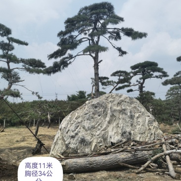 造型黑松赤松油松基地