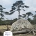 造型黑松赤松油松基地