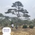 造型黑松赤松油松基地