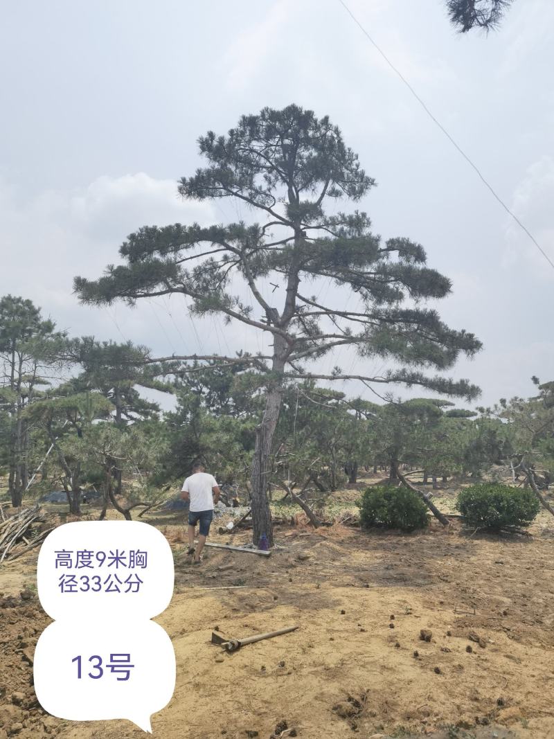 造型黑松赤松油松基地