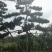 造型黑松赤松油松基地