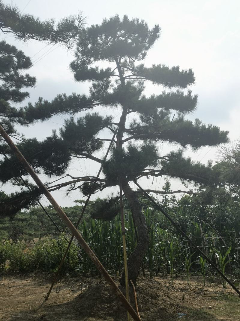 造型黑松赤松油松基地