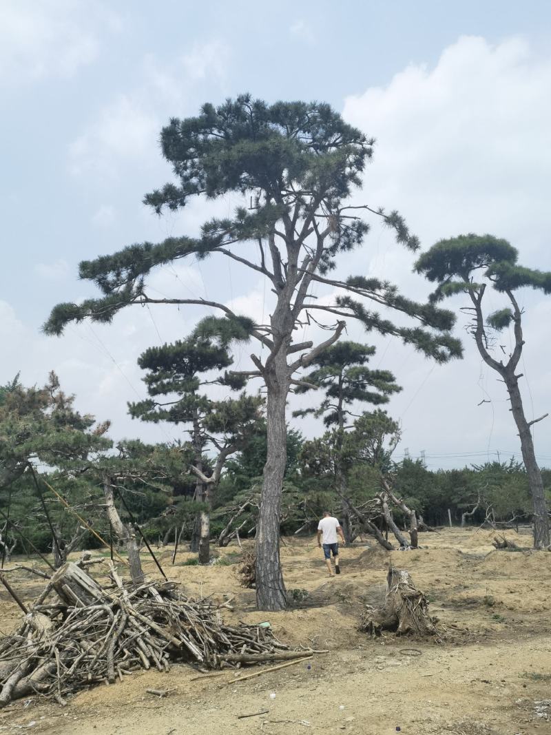 造型黑松赤松油松基地