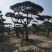 造型黑松赤松油松基地