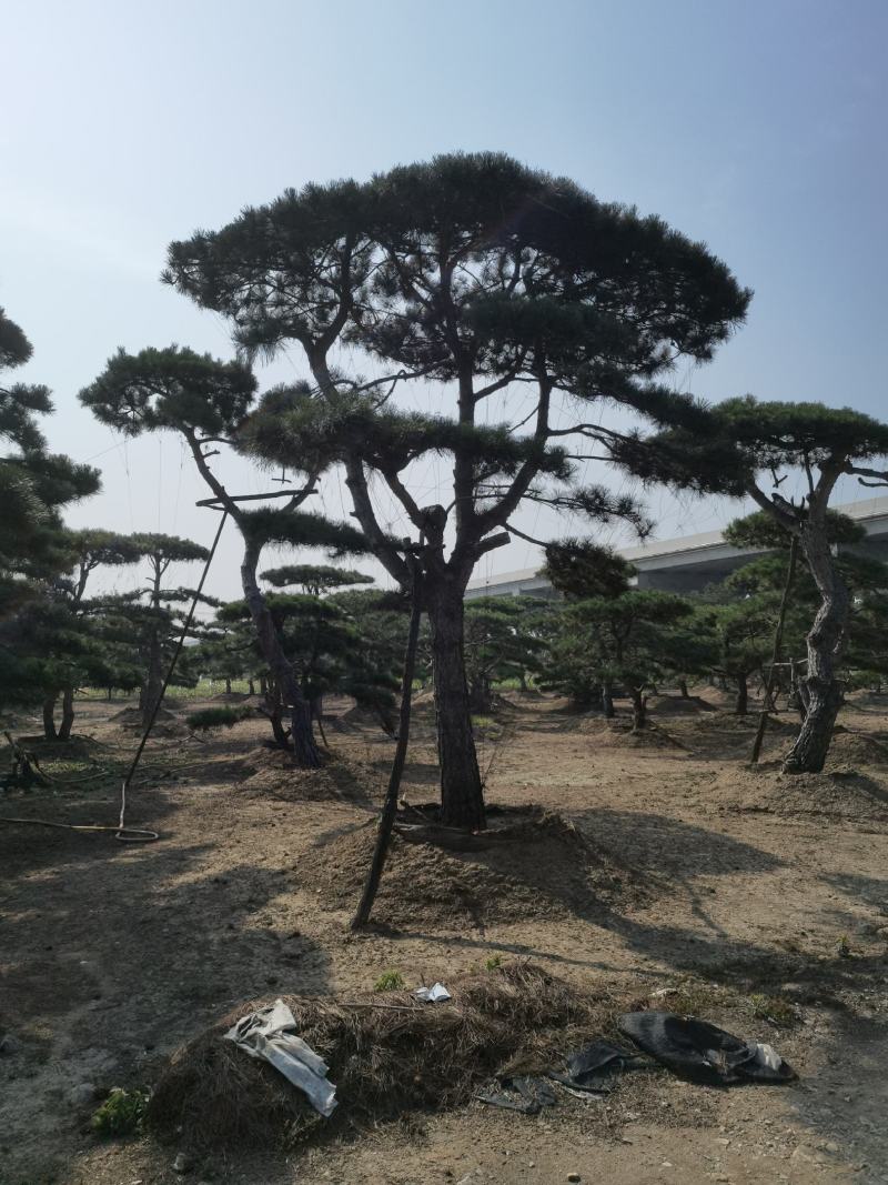 造型黑松赤松油松基地