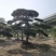 造型黑松赤松油松基地