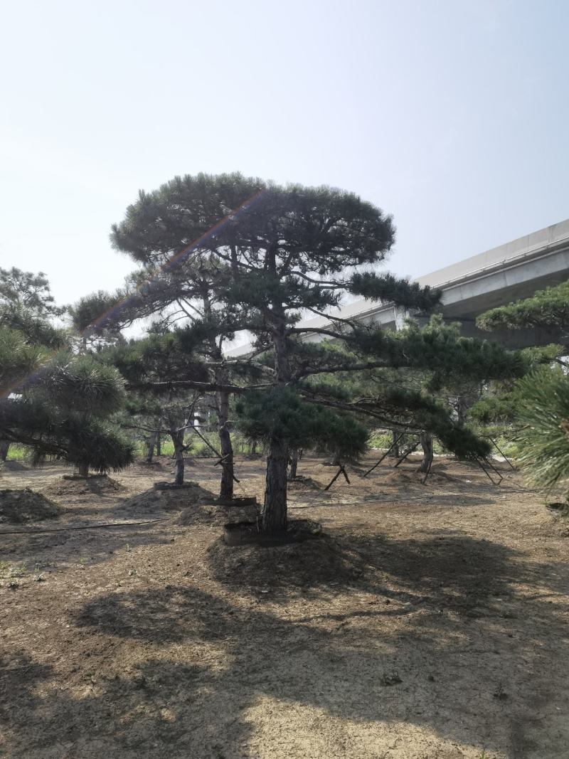 造型黑松赤松油松基地