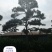 造型黑松赤松油松基地
