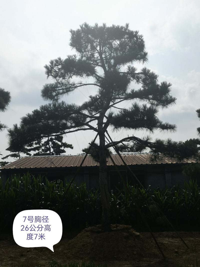 造型黑松赤松油松基地