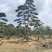 造型黑松赤松油松基地