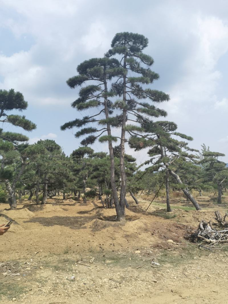 造型黑松赤松油松基地