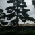 造型黑松赤松油松基地