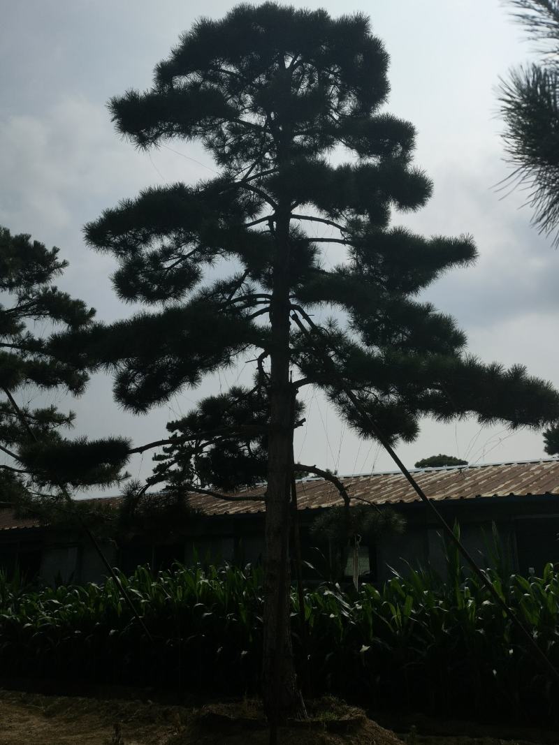 造型黑松赤松油松基地