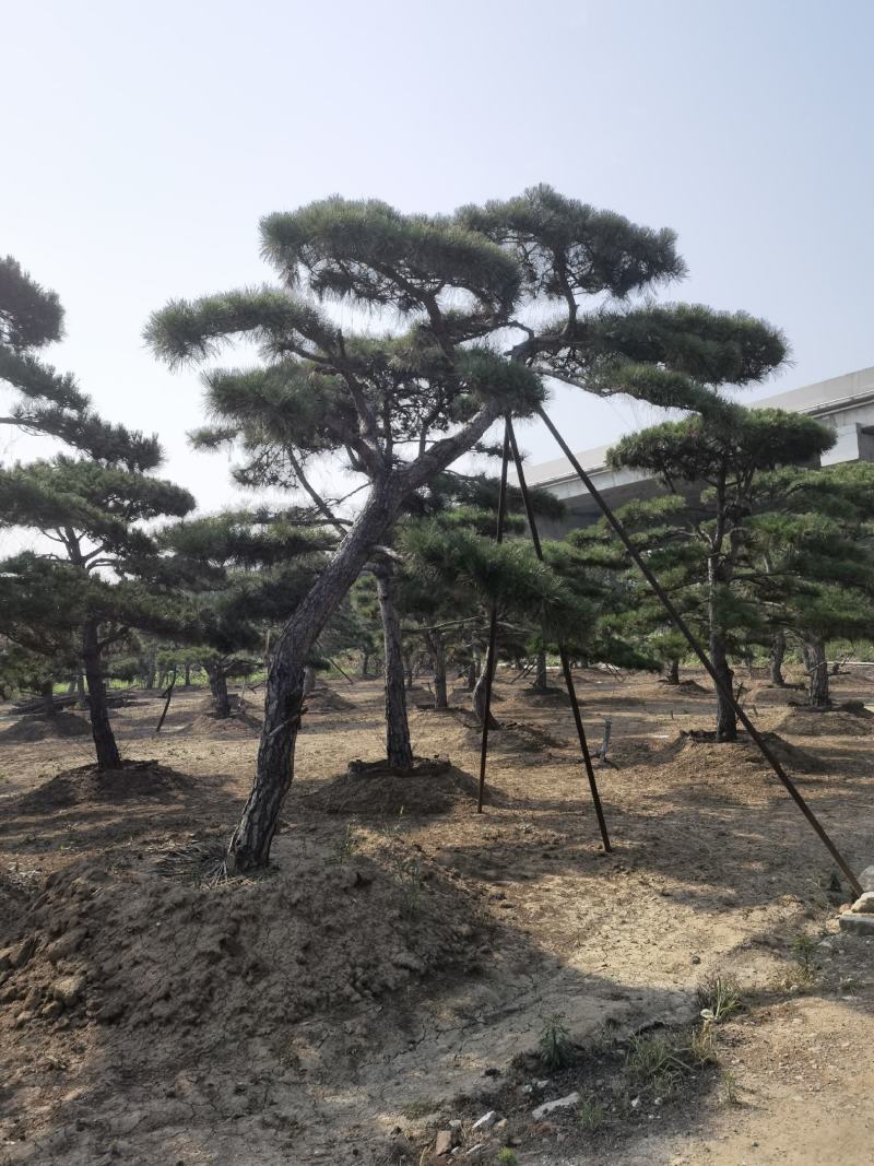 造型黑松赤松油松基地