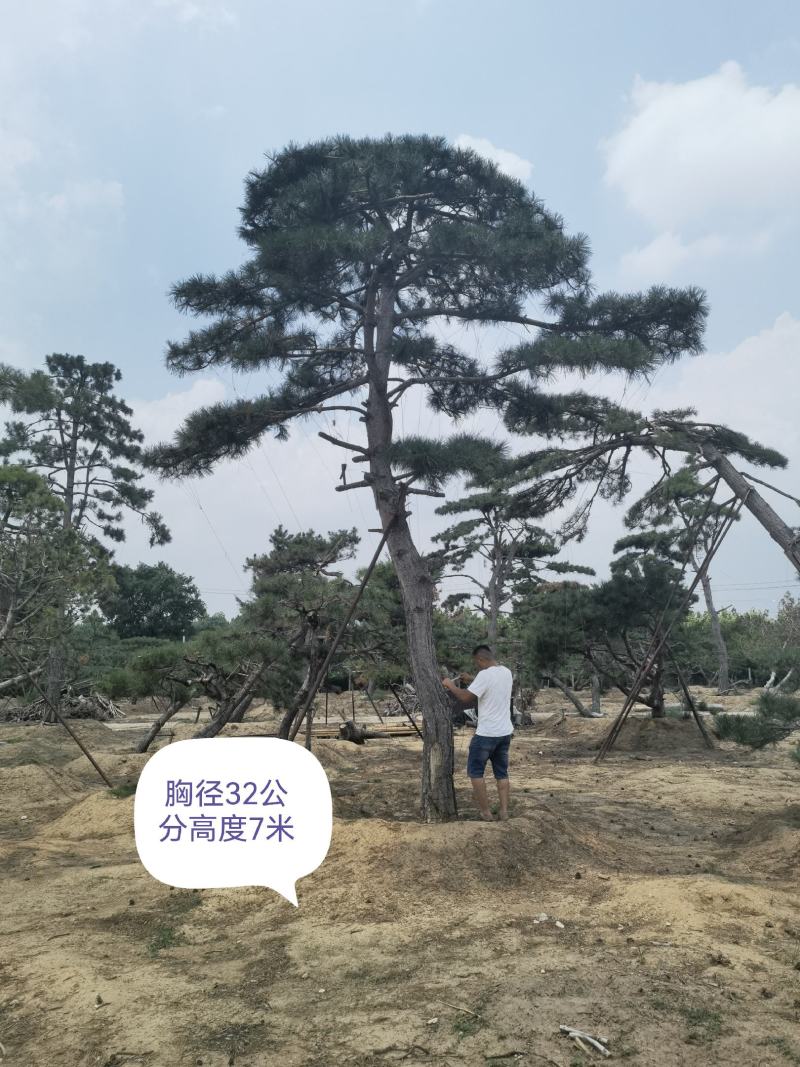 造型黑松赤松油松基地