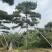 造型黑松赤松油松基地