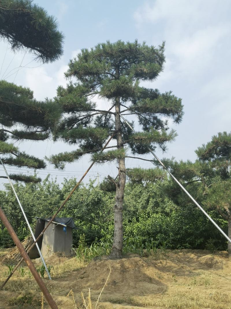 造型黑松赤松油松基地