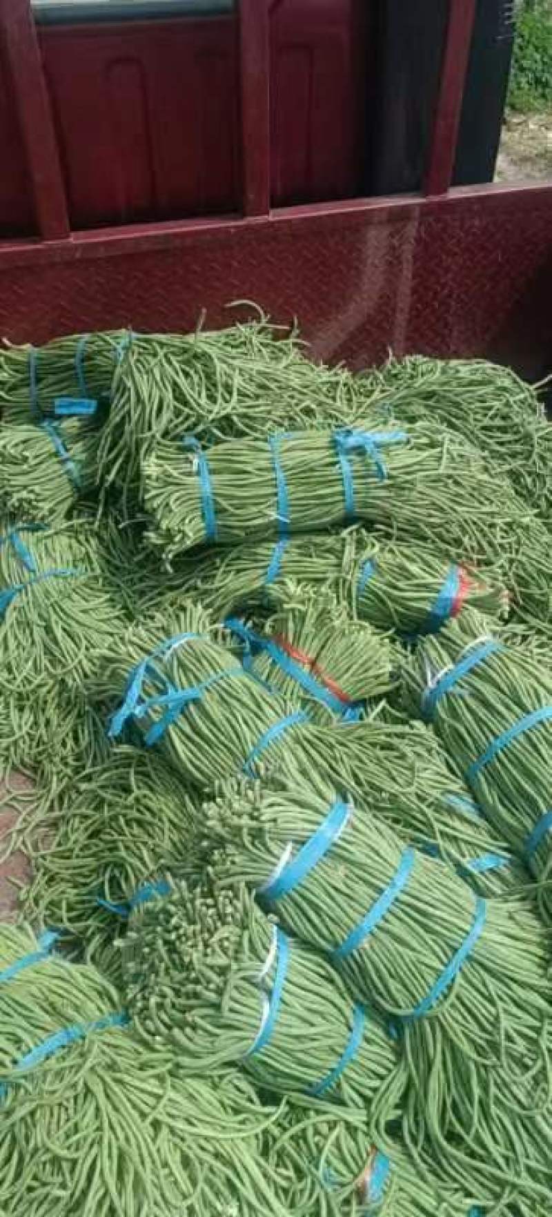 精品长豆角，适合发市场，腌制，烘干！