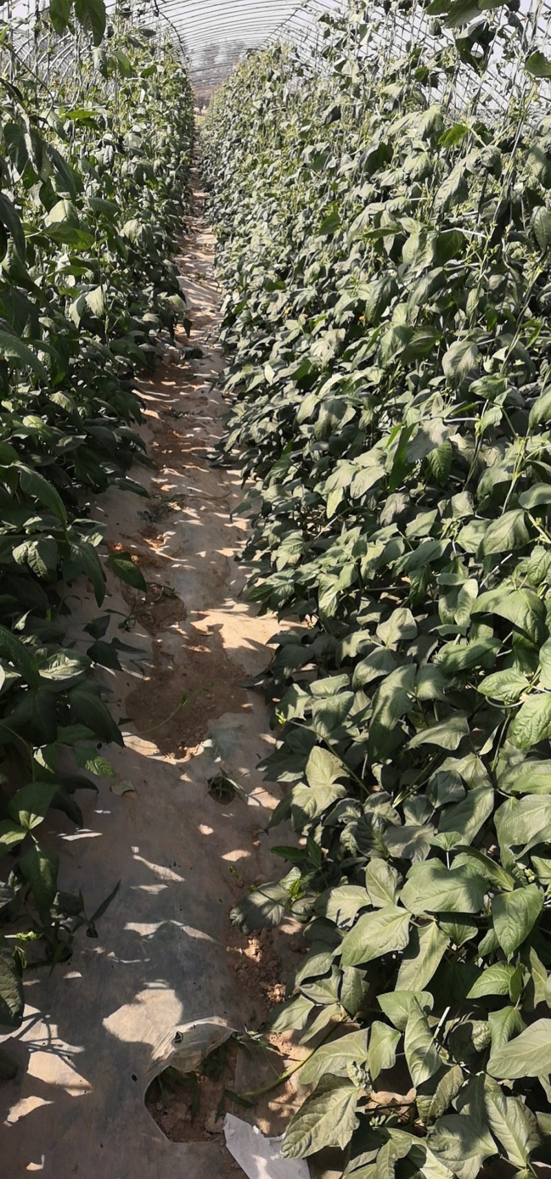 精品长豆角，适合发市场，腌制，烘干！