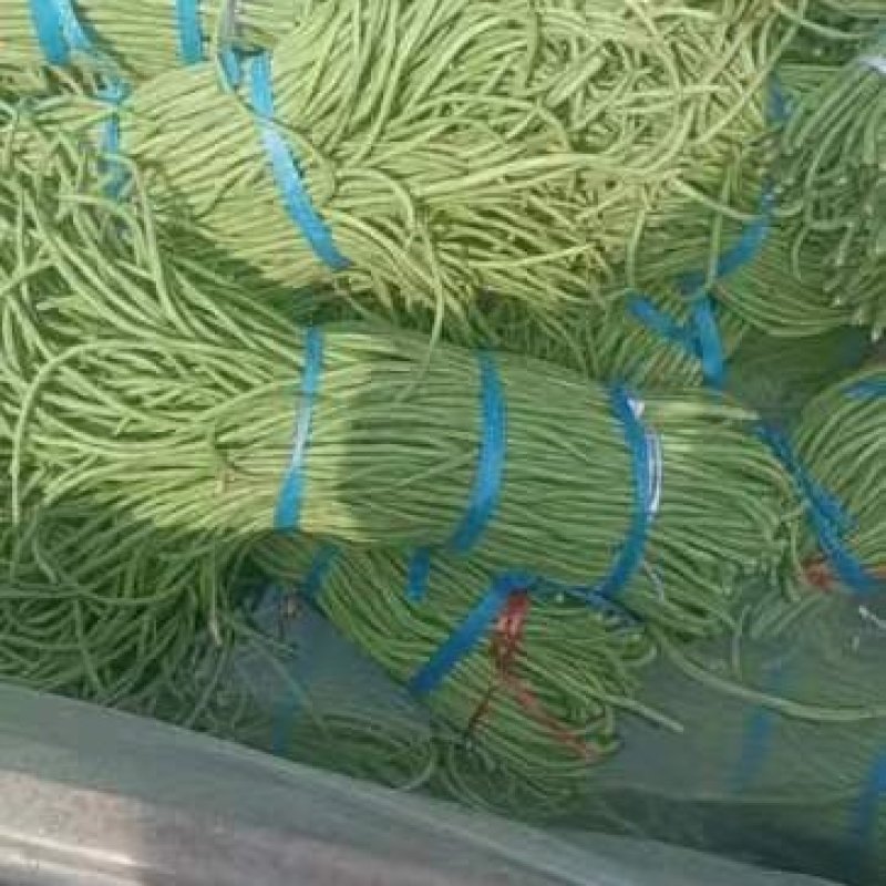 精品长豆角，适合发市场，腌制，烘干！