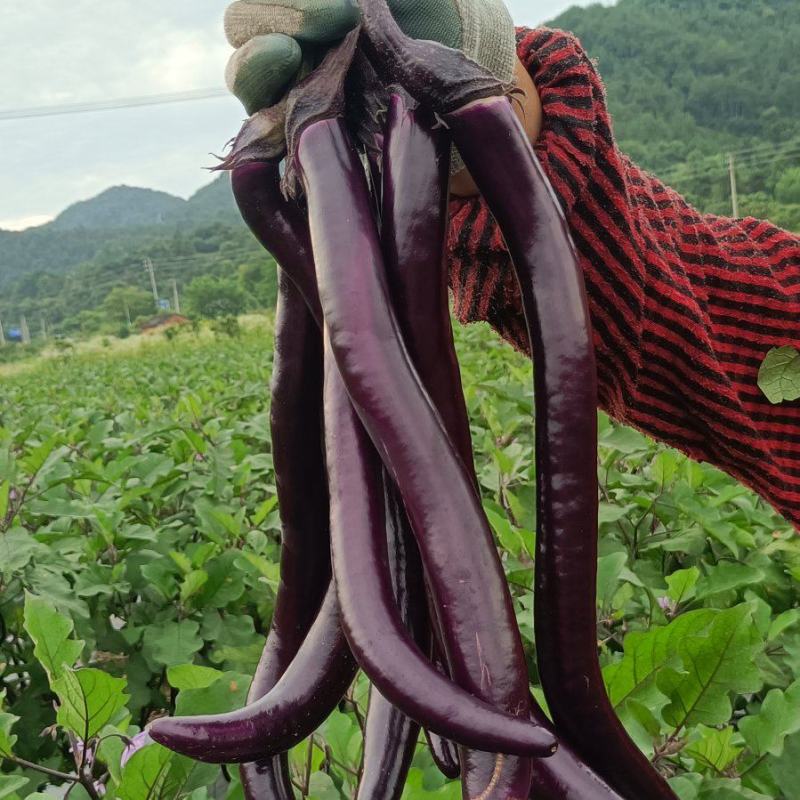 茄子
