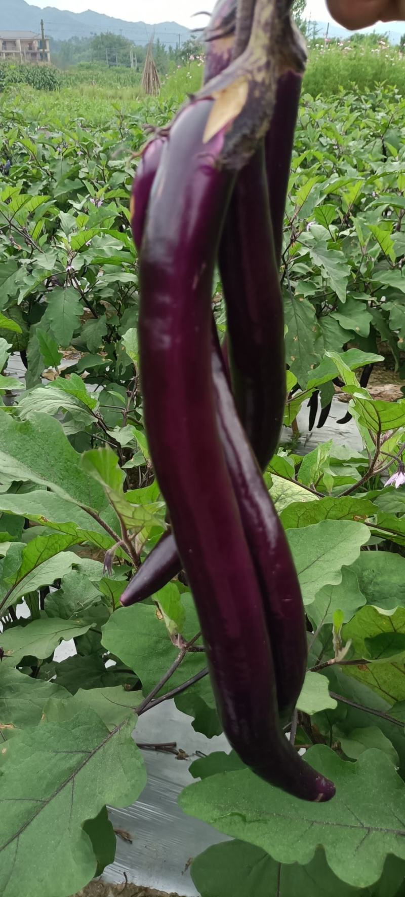 茄子
