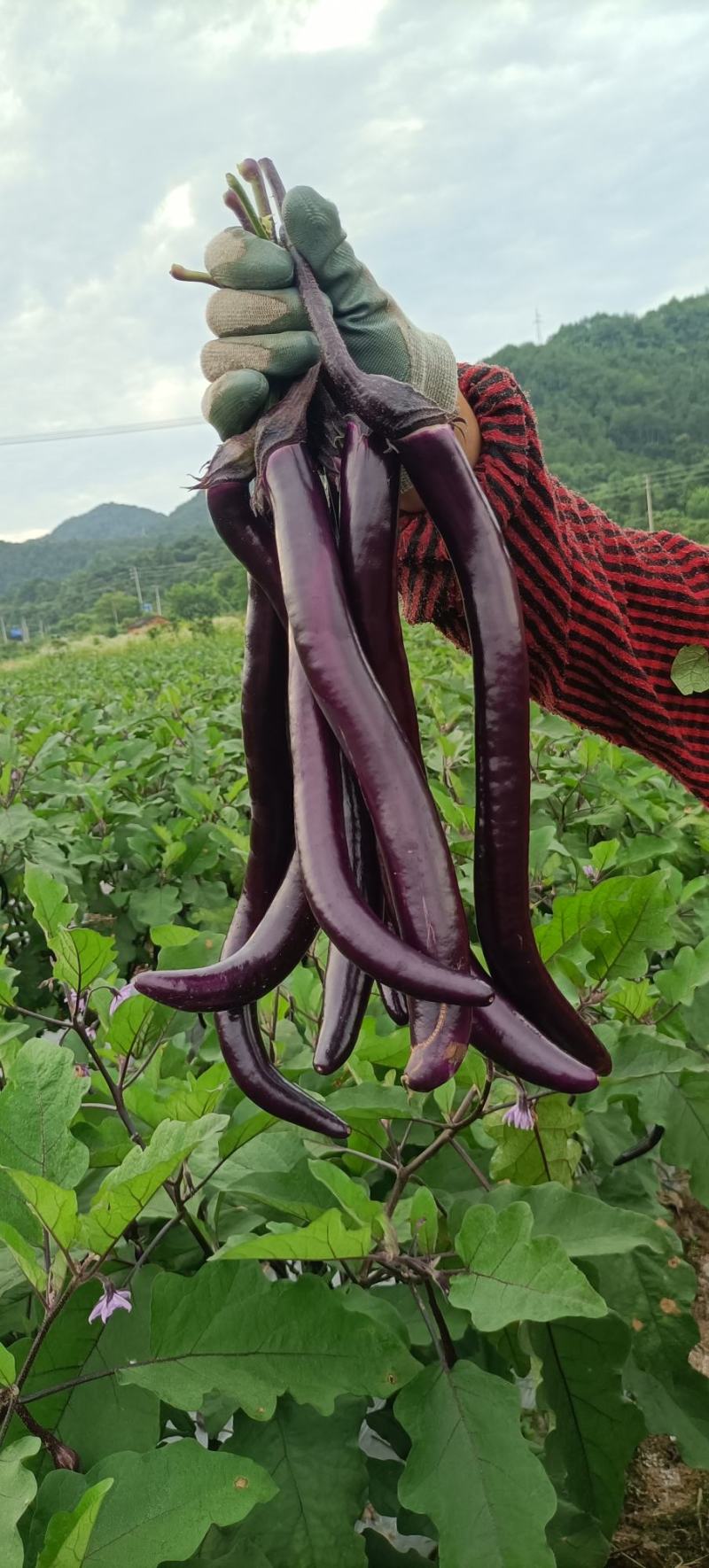 茄子