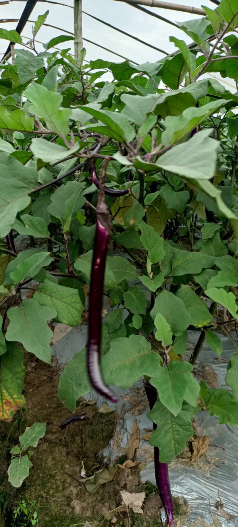 茄子