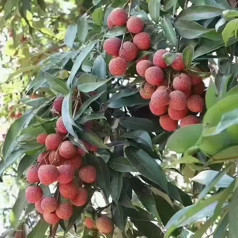 一年一度的福建漳州诏安黑叶荔枝熟了，富硒产地，口感好