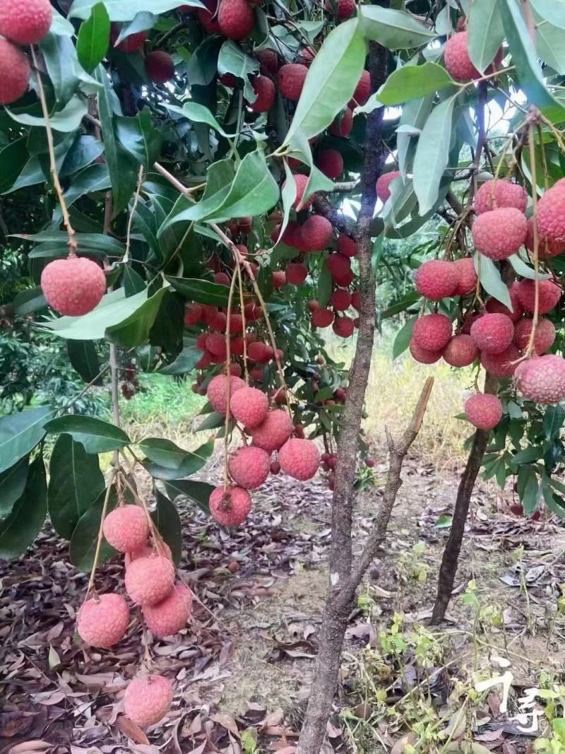 一年一度的福建漳州诏安黑叶荔枝熟了，富硒产地，口感好