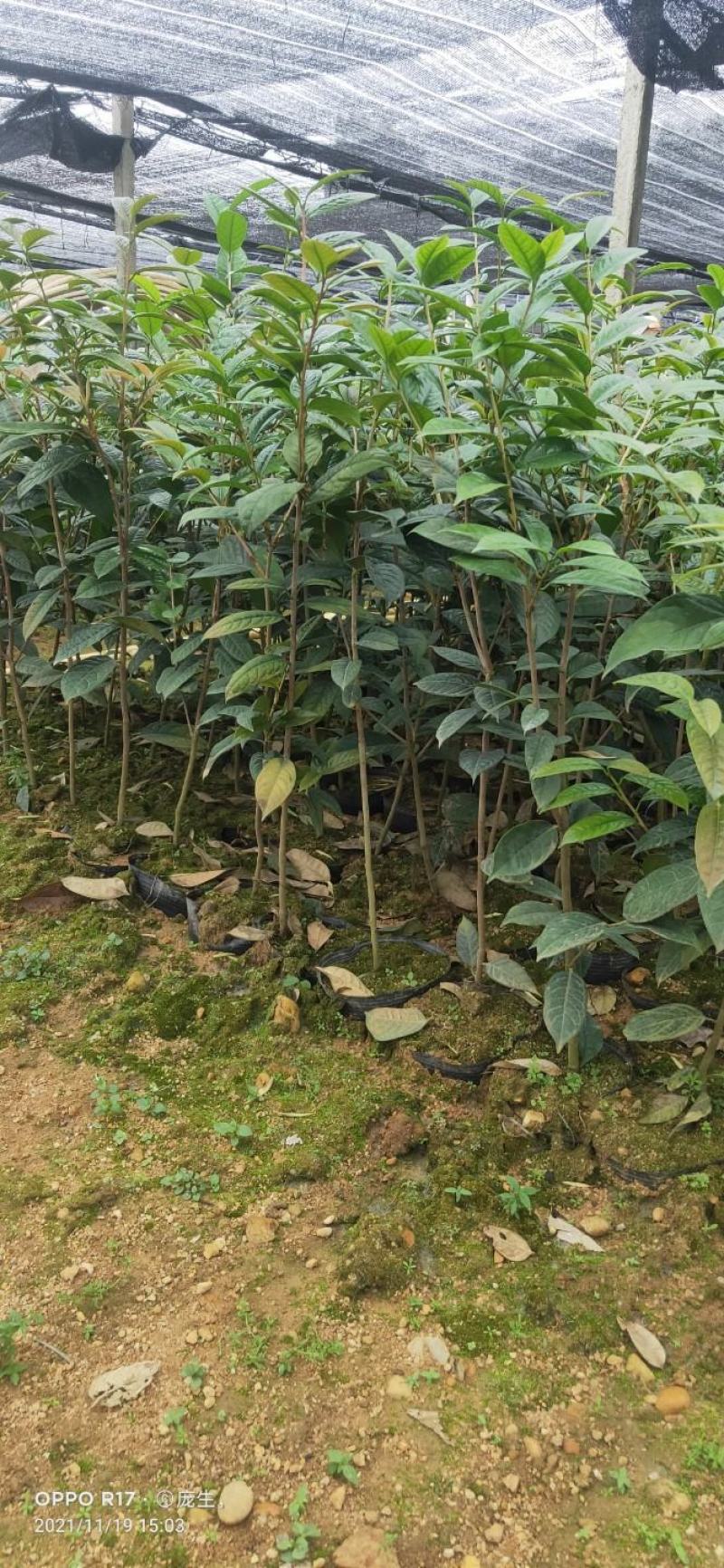 1米5高金花茶苗，金花茶大苗，防城港金花茶苗金花茶大苗。