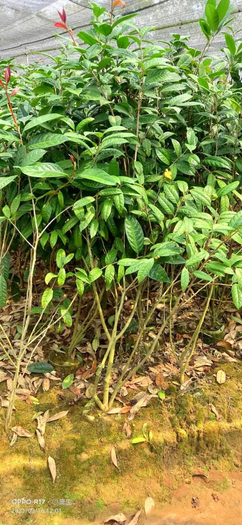 1米5高金花茶苗，金花茶大苗，防城港金花茶苗金花茶大苗。