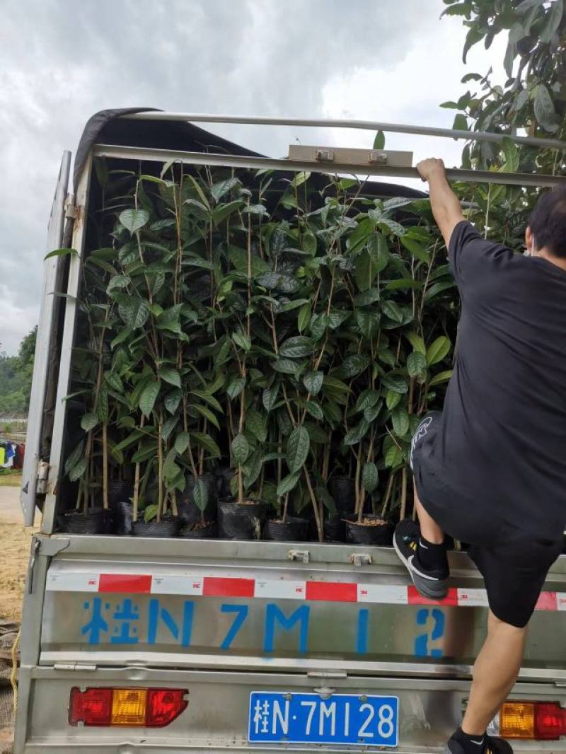 1米5高金花茶苗，金花茶大苗，防城港金花茶苗金花茶大苗。